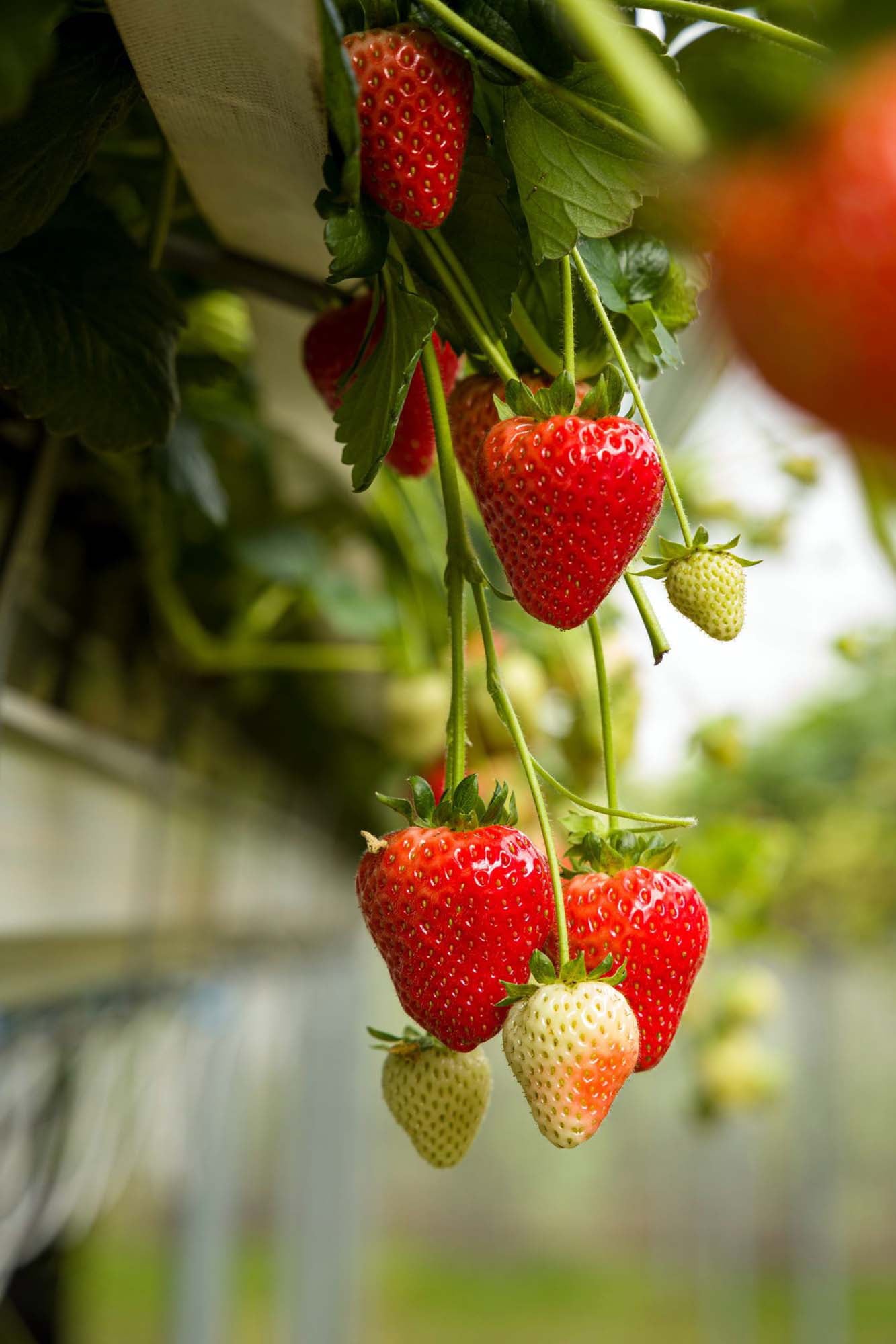 Estavana Gourmet Strawberry - Fragaria - 4 Plants - 2.5