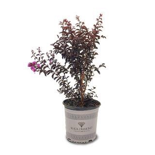BLACK DIAMOND 3 Gal. Purely Purple Crape Myrtle Tree CRMBPP03G