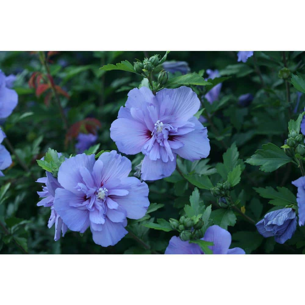 PROVEN WINNERS 2 Gal. Blue Chiffon Rose of Sharon (Hibiscus) Plant with Blue Flowers 14714