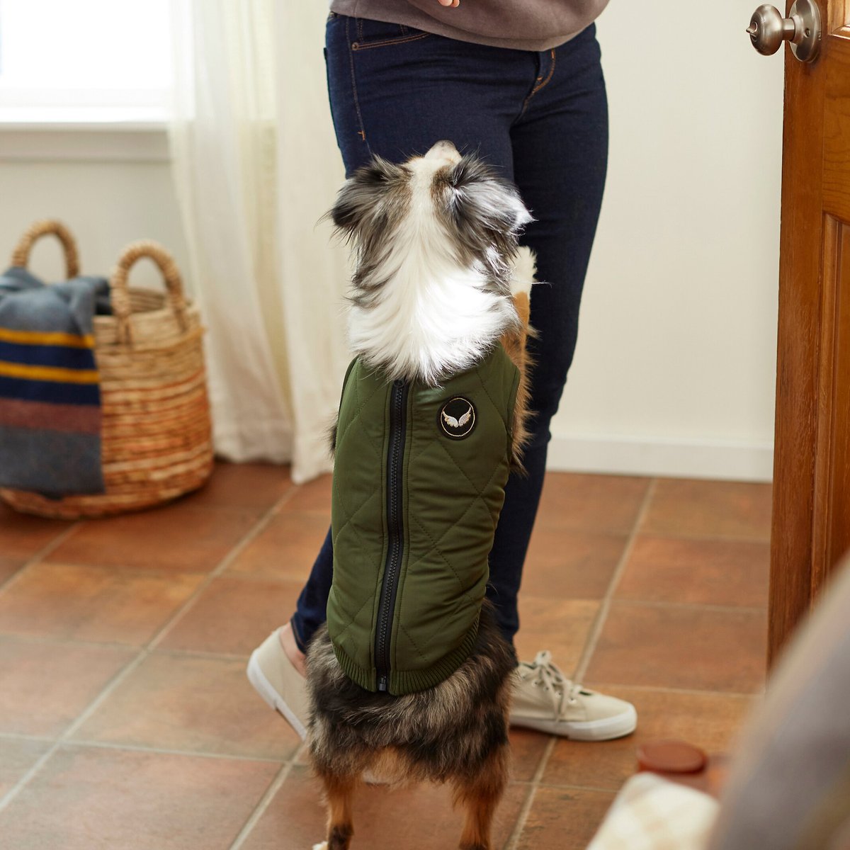 Frisco Lightweight Insulated Bomber Dog and Cat Jacket