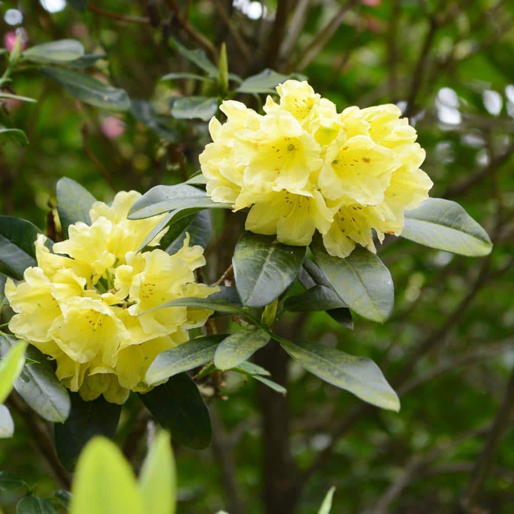 Brighter Blooms 3 Gal. Yellow Rhododendron Flowering Shrub RHO-YEL3