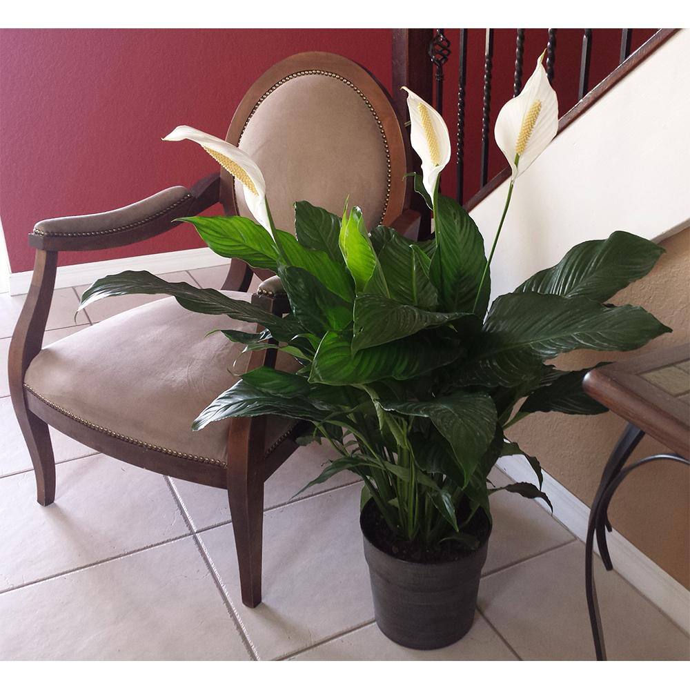 Costa Farms Spathiphyllum Peace Lily Indoor Plant in 9.25 in. White Paradise Planter Avg. Shipping Height 2-3 ft. Tall CO.3.ST10.PARWT