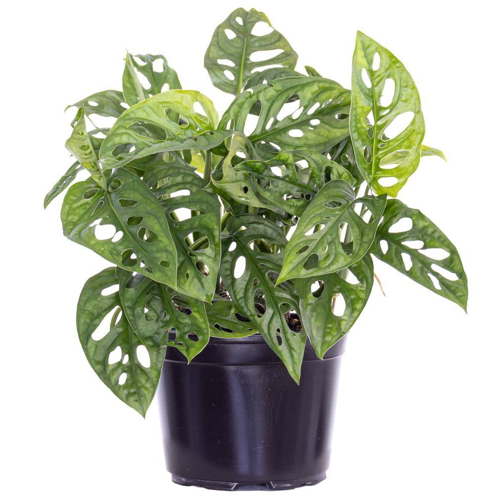 United Nursery Monstera adansonii Swiss Cheese Vine Live Plant in 6 inch Grower Pot 00359