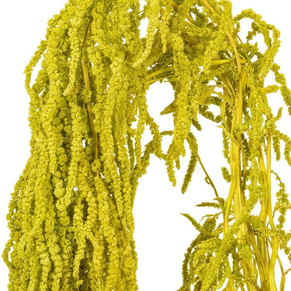 Vickerman 1620 Natural Dried Lime Green Amaranthus Bundle，3.5 oz.