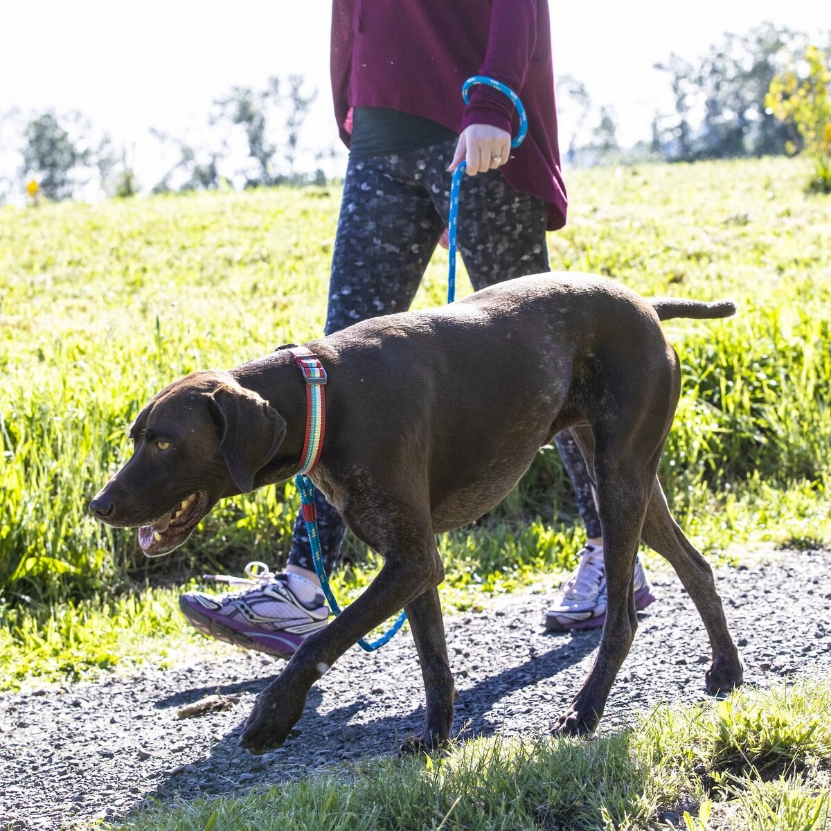 Kurgo Walk About Limited Slip Dog Collar， Multi-color