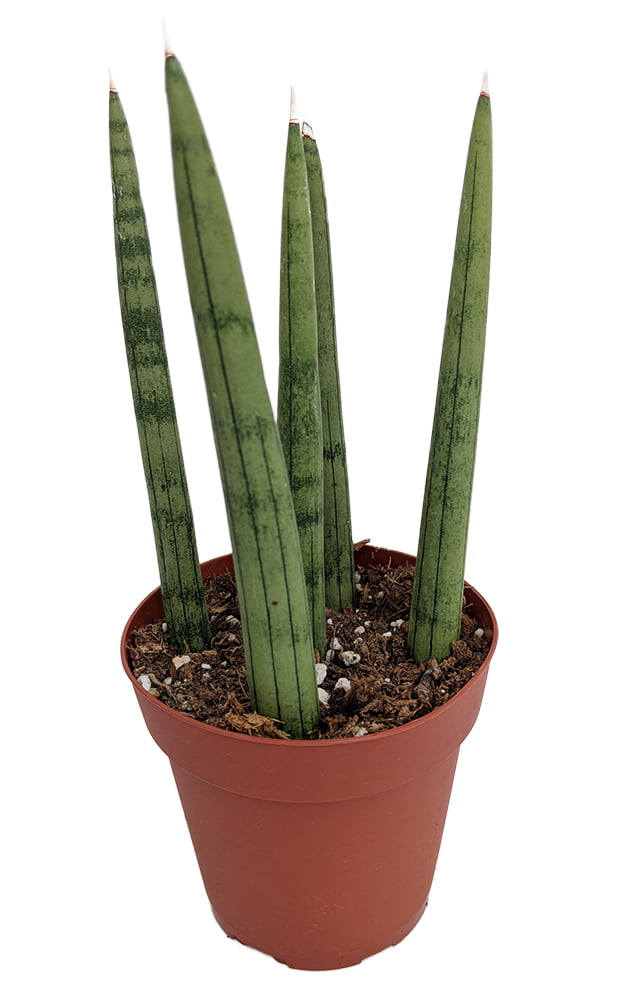 Bamboo Shoots Snake Plant - Sanseveria cylindrica - Impossible to kill! - 2