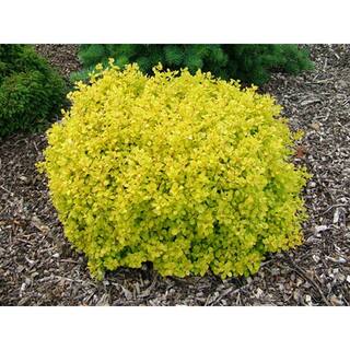 Online Orchards 1 Gal. Dwarf Golden Barberry Shrub with Exceptionally Bright Yellow Foliage SBBB002