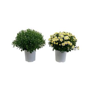 Pure Beauty Farms 2.5 Qt. Mum Chrysanthemum Plant White Flowers in 6.33 In. Grower's Pot (2-Plants) DC1GMUMWHI2