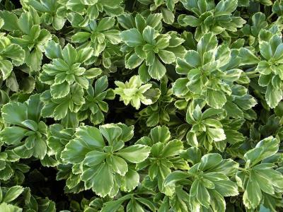 Classy Groundcovers - Collection #2 of Variegated Plants for Shade that Deer Avoid: 50  Pachysandra terminalis 'Silver Edge'， 25 Vinca major 'Variegata'， 25 Athyrium niponicum 'Pictum'