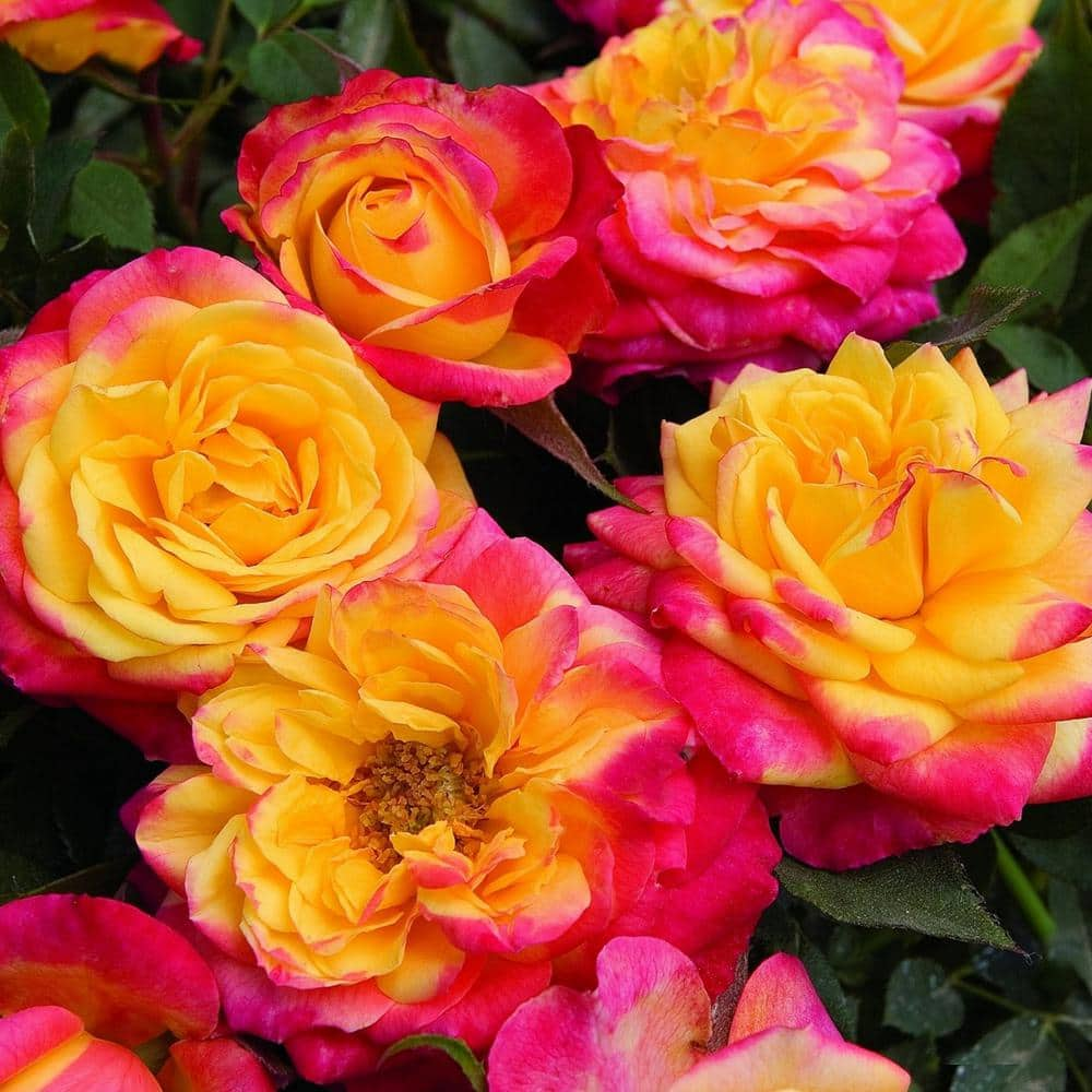 Sunblaze 0.5 Qt. Sunblaze Rainbow Mini Rose Bush with Yellow-Orange and Red Flowers (3-Pack) HD1001