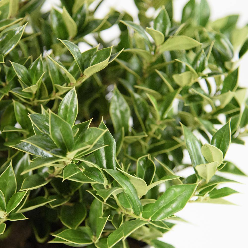 national PLANT NETWORK 2.25 Gal. Carissa Holly Plant HD7479