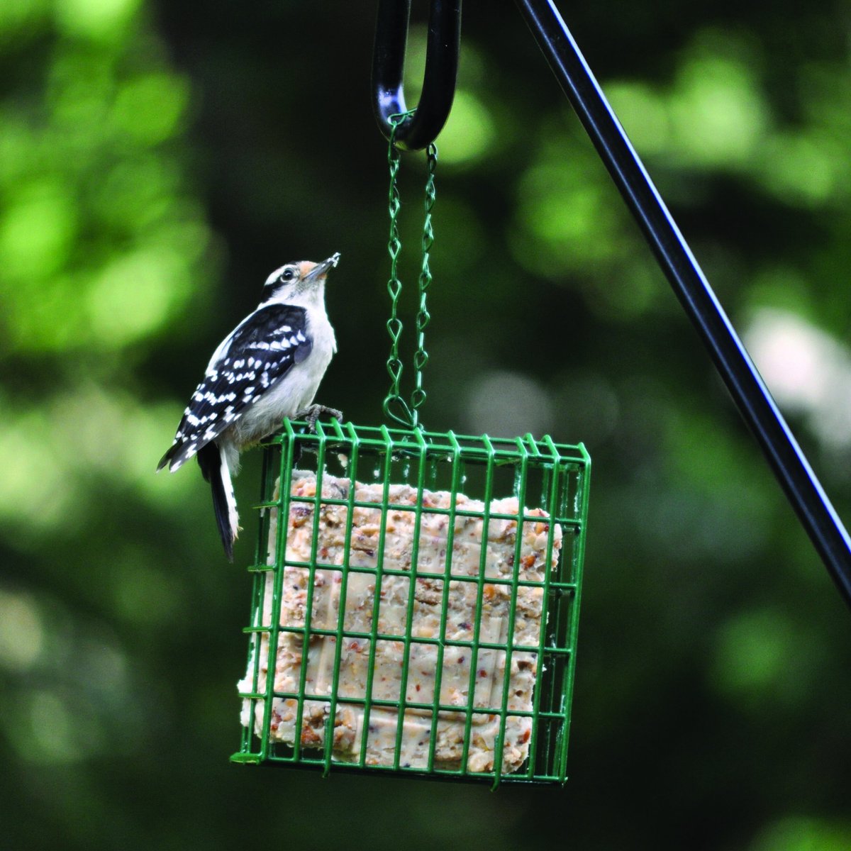 CandS Fruit n' Nut Treat Suet Wild Bird Food