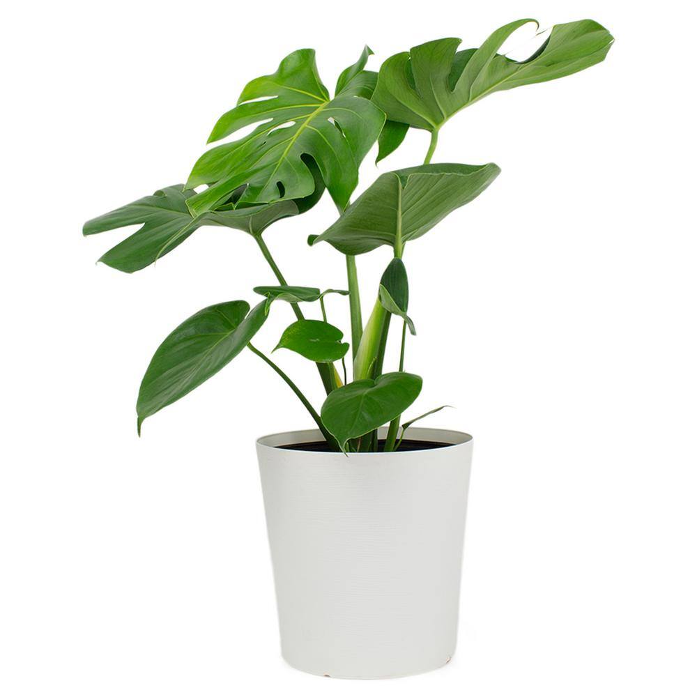 Pure Beauty Farms 1.9 Gal. Philodendron Monstera Deliciosa Plant in 9.25 in. Designer Pot DC10PHIODENDSM