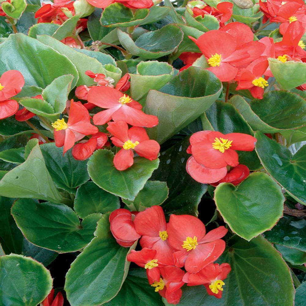 4.5 in. Green Leaf Red Begonia Plant 3560