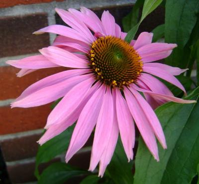 Classy Groundcovers - A collection of Magenta Blooming Plants for Sun that Deer Avoid: 25 Verbena 'Homestead Purple'， 25 Purple Cone Flower， 25 Ice Plant