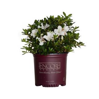 ENCORE AZALEA 1 Gal. Autumn Ivory Reblooming Dwarf Azalea Shrub with White Flowers 80431