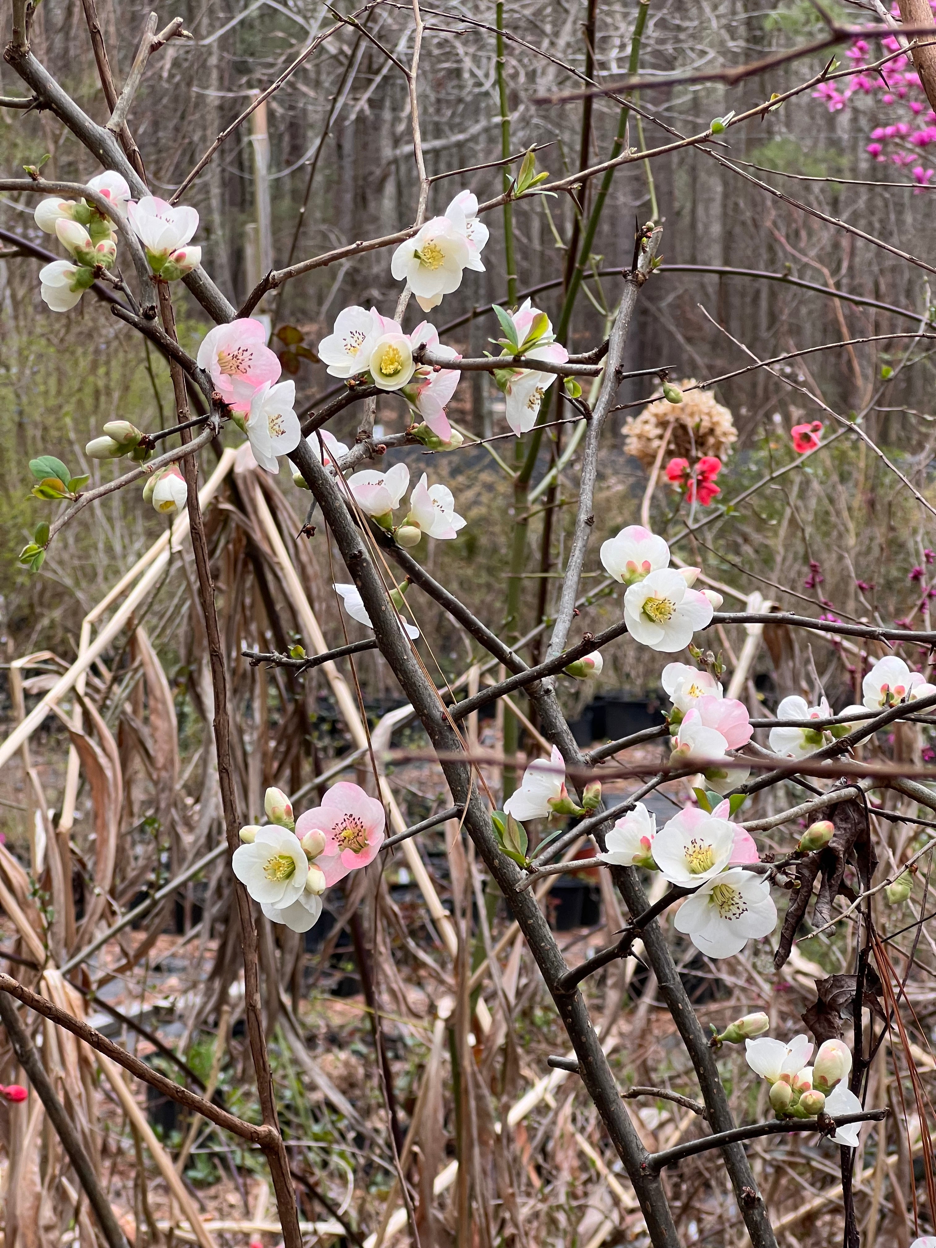 Toyo-Nishiki Flowering Quince