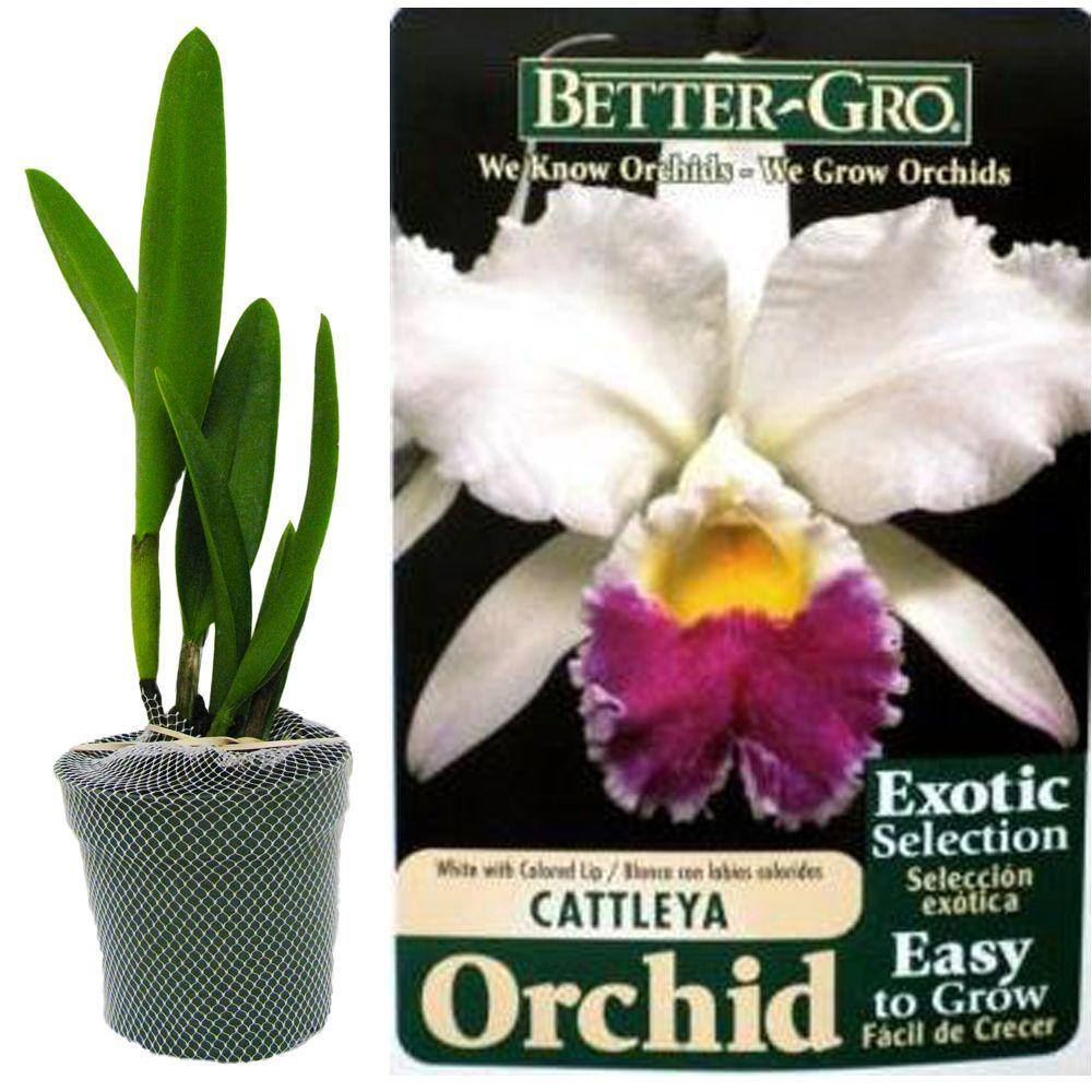 Better-Gro 4 in. Blooming Size White with Red Lip Cattleya Packaged Orchid 20324