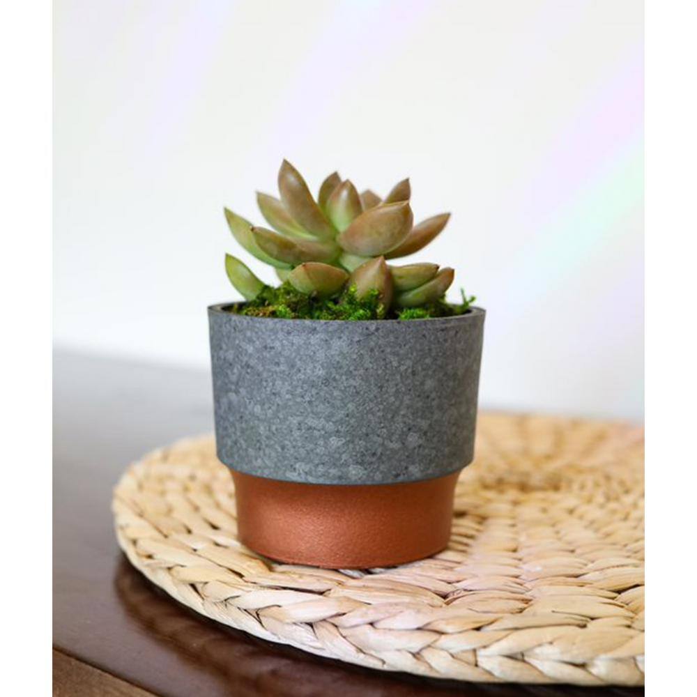 THE HC COMPANIES 3 in. Sprite Succulent Planter Pot， Faux Concrete Copper (2-Pack) 2 x SSP03000K20C040LRCOY