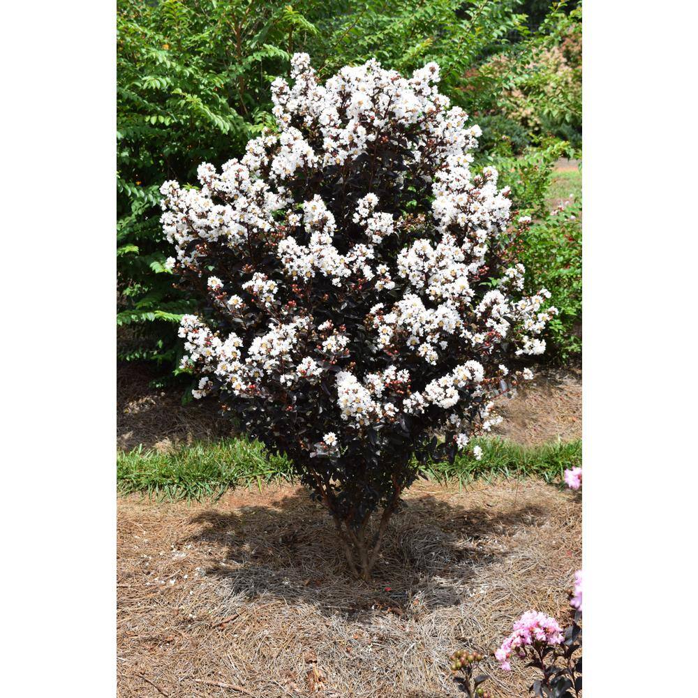 FIRST EDITIONS 3 Gal. Lunar Magic Crape Myrtle Tree CRMLMA03G