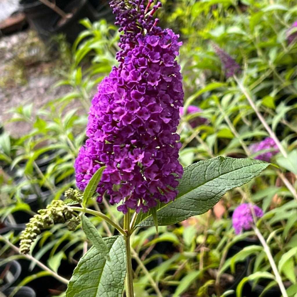 Potter'S Purple Butterfly Bush