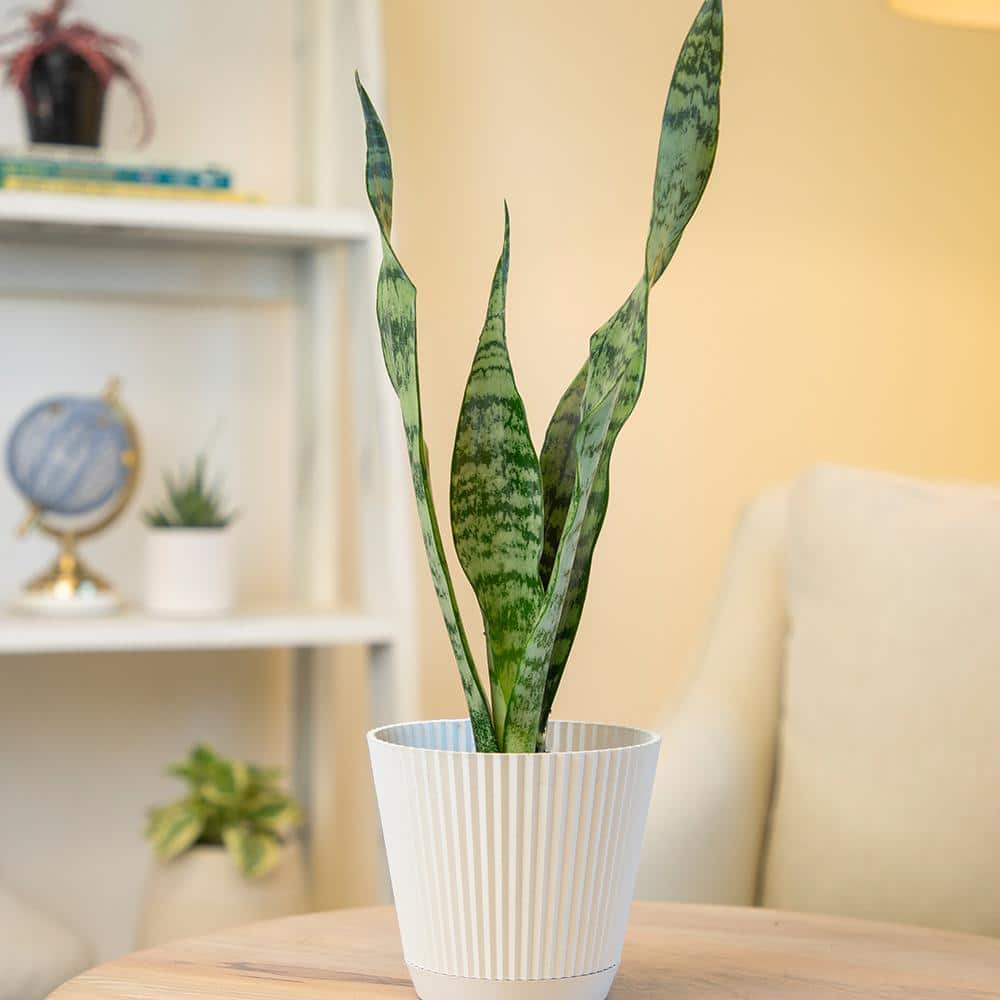 ALTMAN PLANTS Sansevieria Zeylanica in 4 in. Hudson Pot 0880099