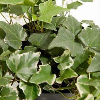 LIVELY ROOT 4 in. English Ivy Glacier (Hedera helix Variegata) Plant in Grower Pot LRENGIVY4