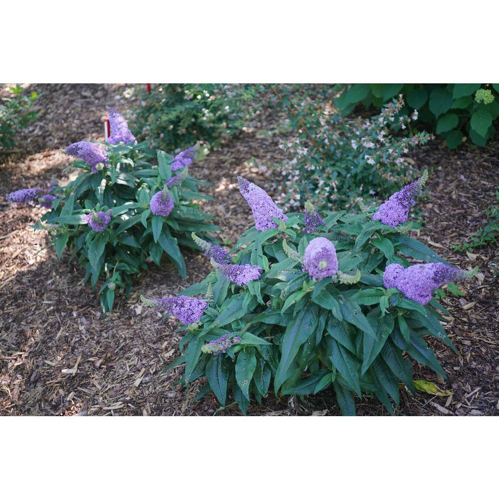 PROVEN WINNERS 4.5 in. Quart Pugster Amethyst Butterfly Bush (Buddleia) Live Shrub with Purple Flowers BUDPRC1447800