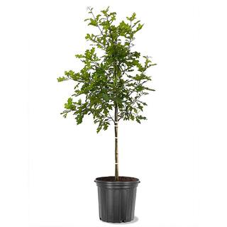 Nuttall Oak Deciduous Shade Tree OAKNUT05G