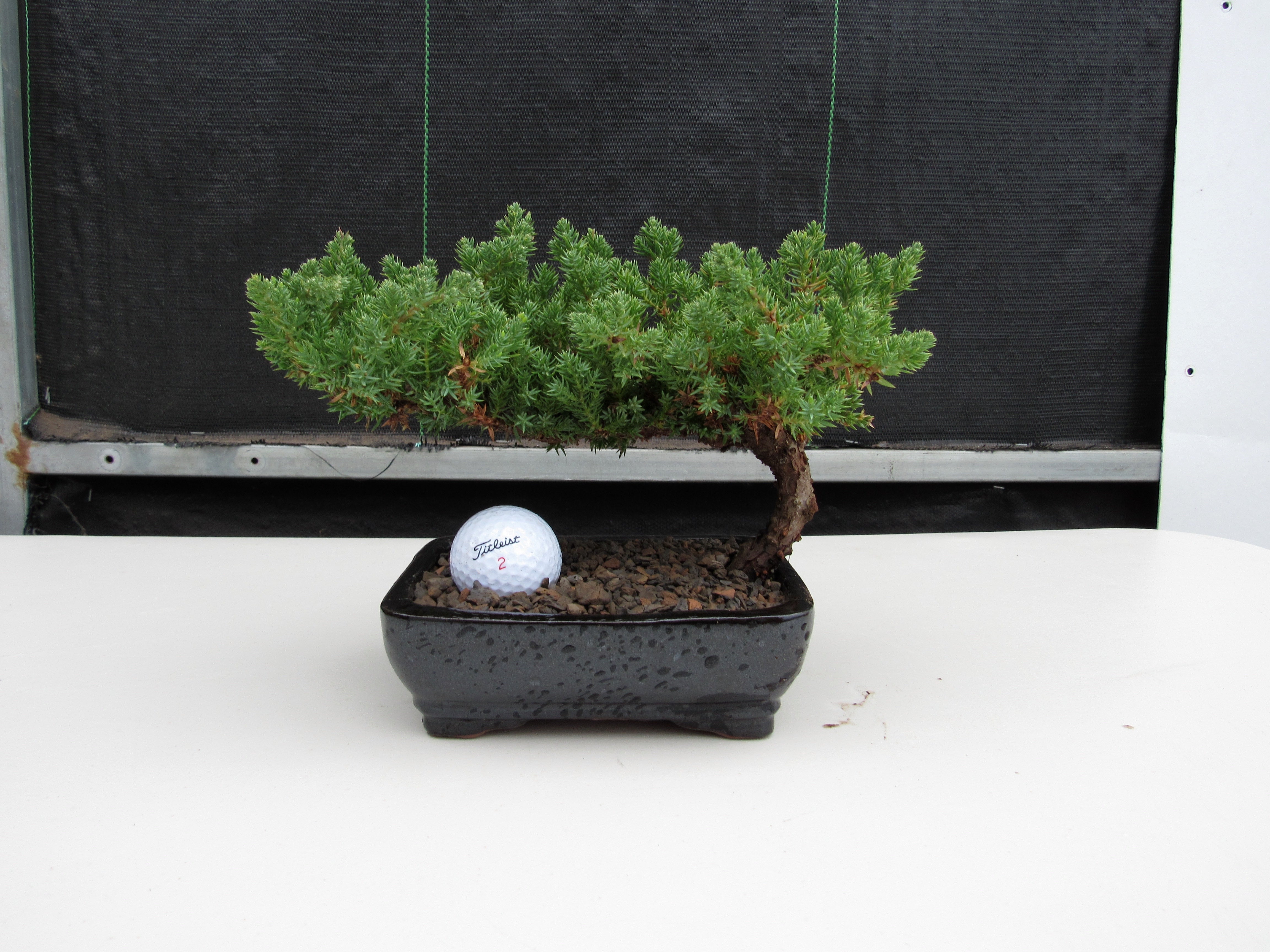 Classic Juniper Bonsai Tree