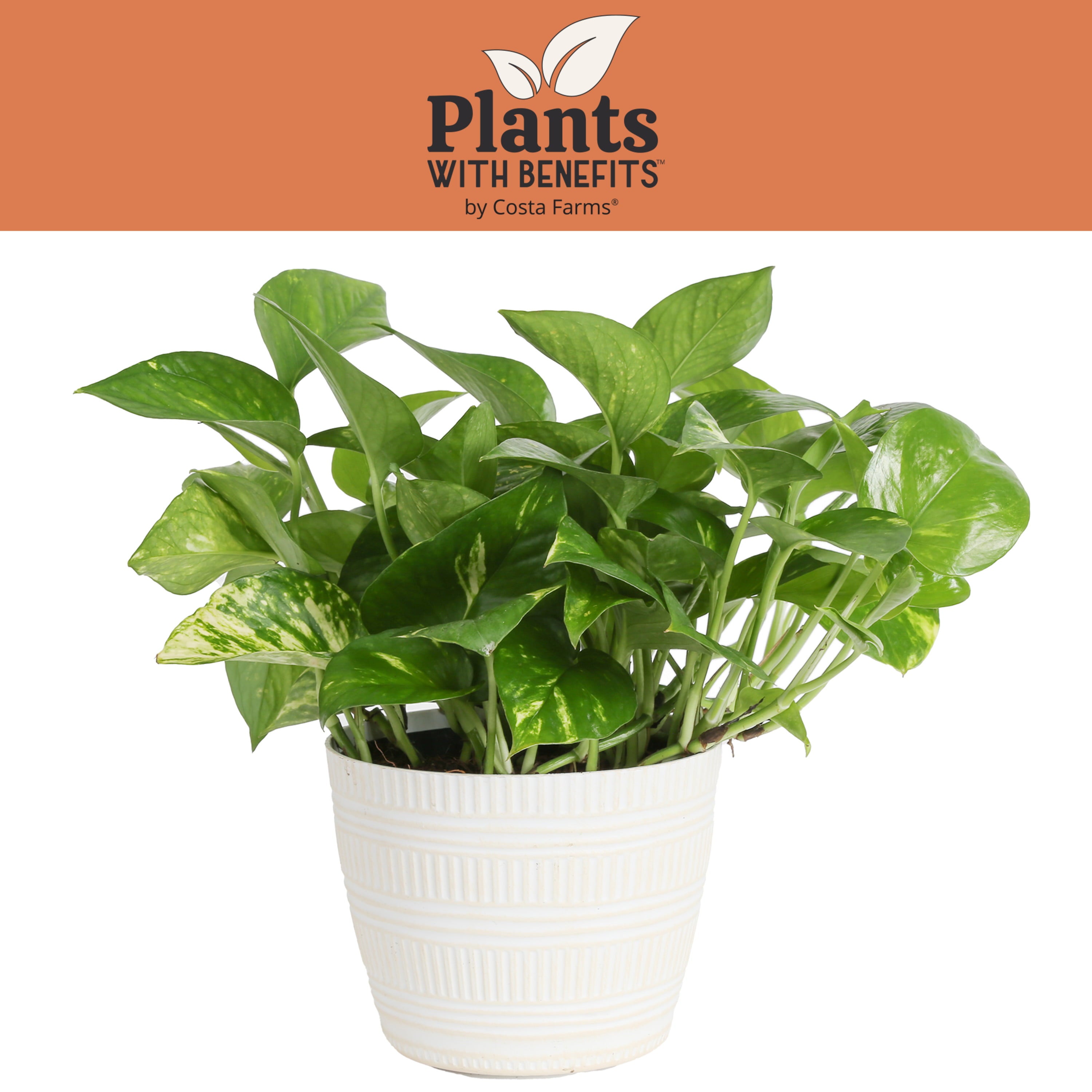 Costa Farms Plants with Benefits Live Indoor 10in. Tall Green Devil's Ivy Pothos; Medium， Indirect Light Plant in 6in. Décor Pot