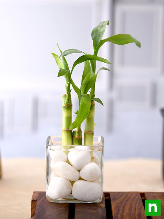 3 Lucky Bamboo Stalks (A Symbol of Happiness) - Gift Plant