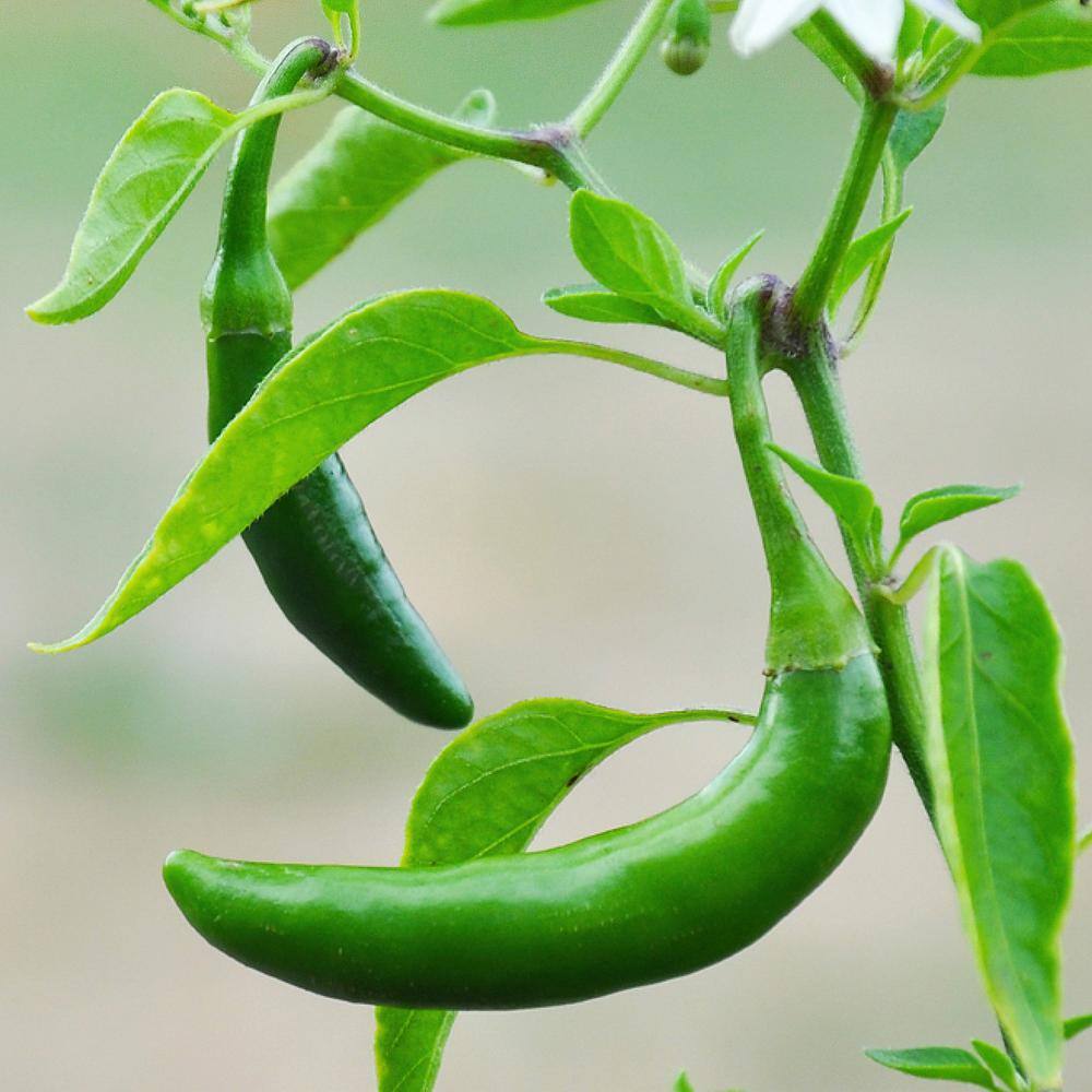 Bonnie Plants 19 oz. Serrano Pepper Plant (2-Pack) 202036