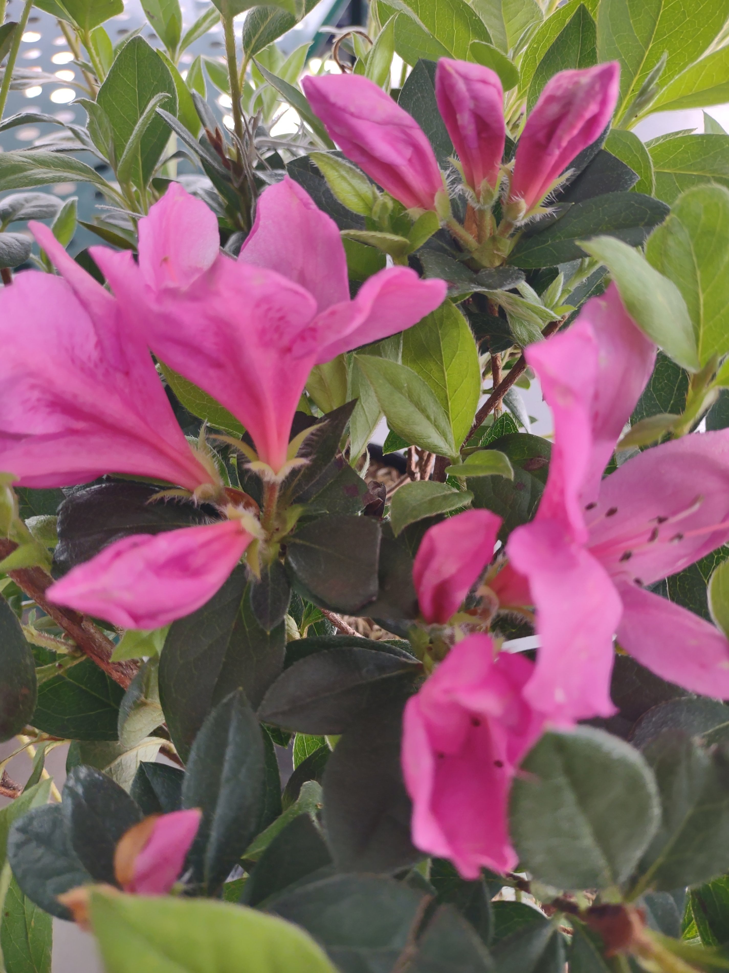 Azalea Purple Formosa Flower Gallon Pot