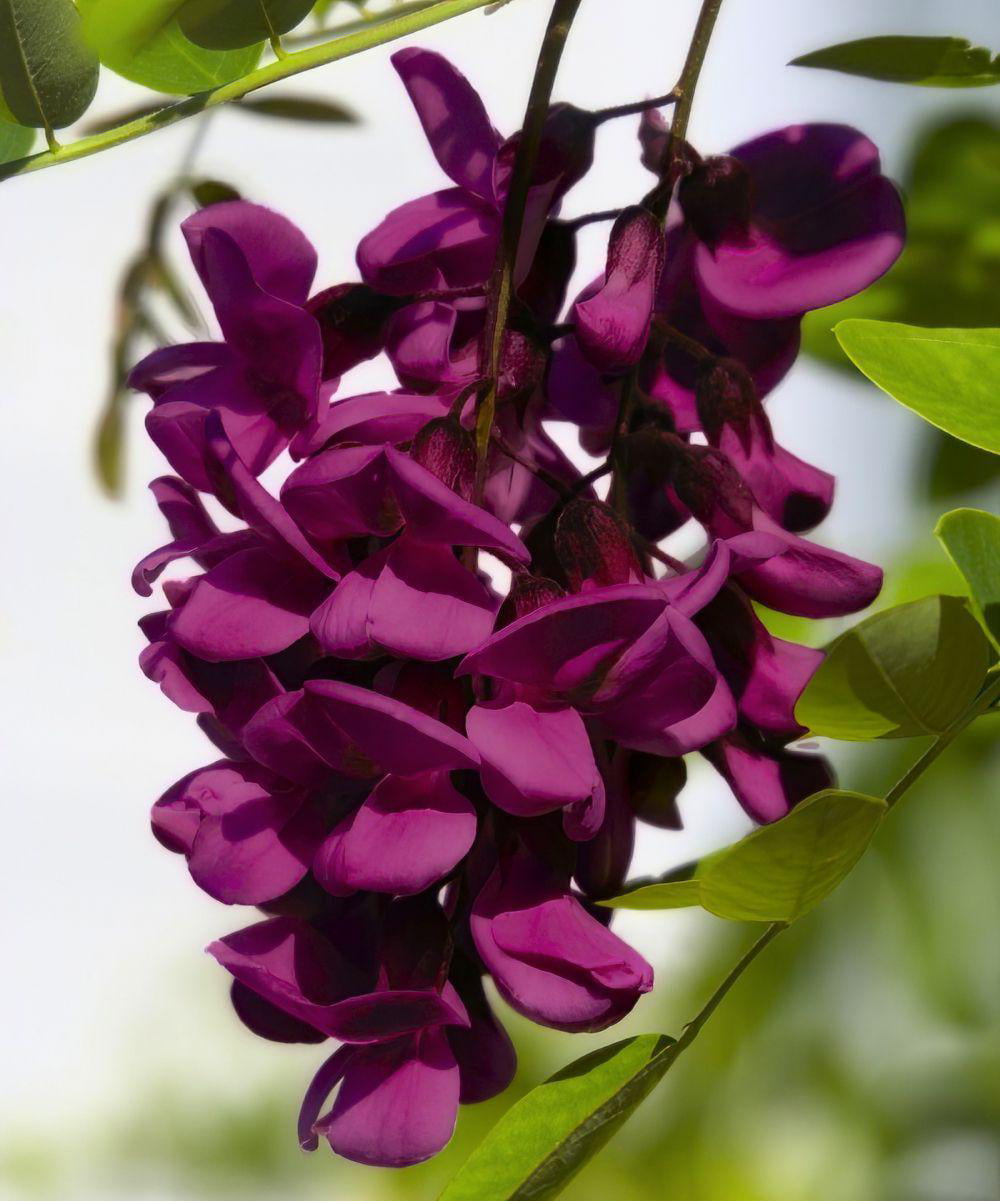 National Plant Network Black Dragon Wisteria Plant w/ Dark Purple Blooms， 2.5 qt. Pot， 10-30 ft. Tall， 10-20 ft. Wide， TSC1303