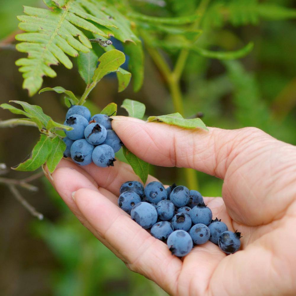 national PLANT NETWORK 2.25 Gal. Sunshine Blue Blueberry Plant HD7067