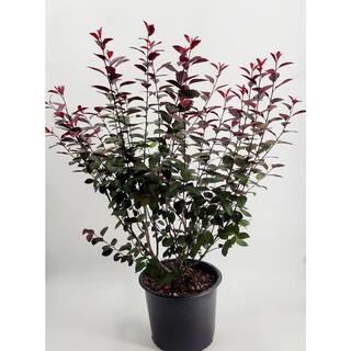 BELL NURSERY 3 Gal. Purple-Leaf Sand Cherry (Prunus x cisterna) Live Shrub with White Flowers PRNUS3CIS1PK