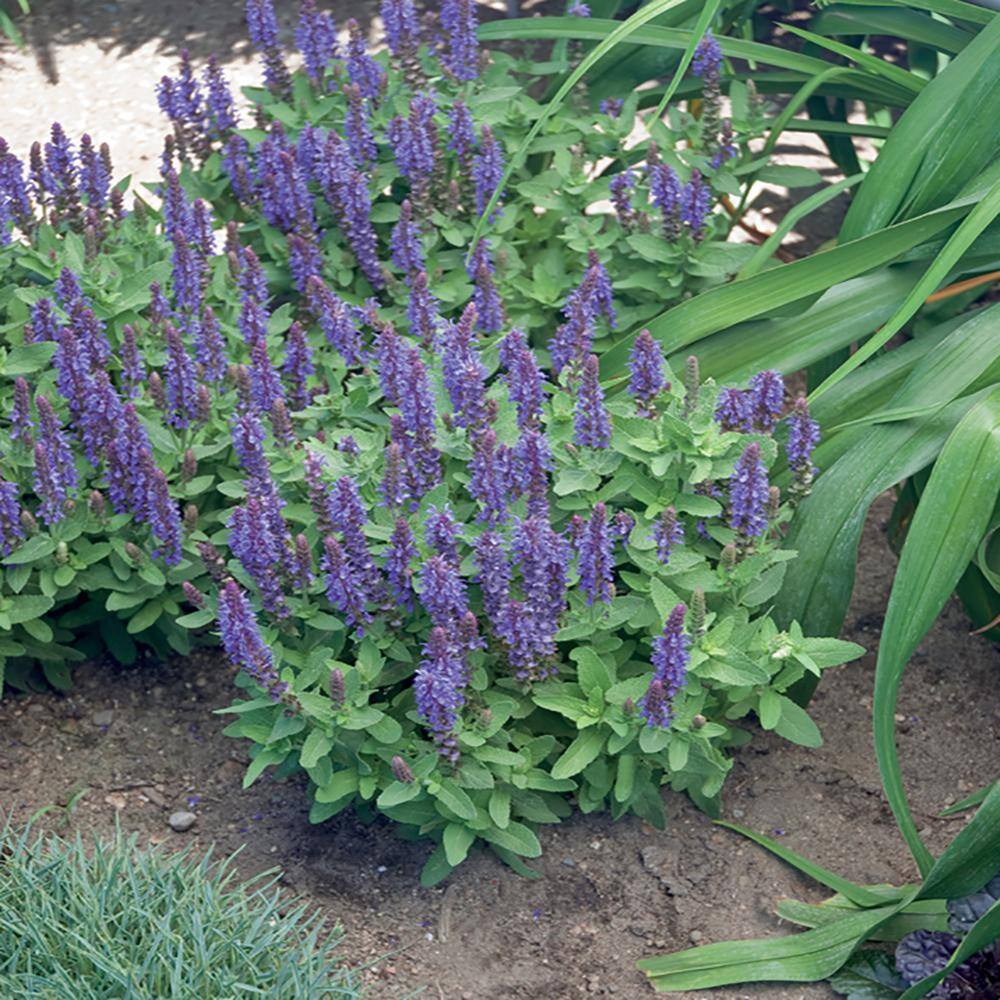 METROLINA GREENHOUSES 2.5 Qt. Sallyrosa April Night Violet Salvia Sage Plant 70111