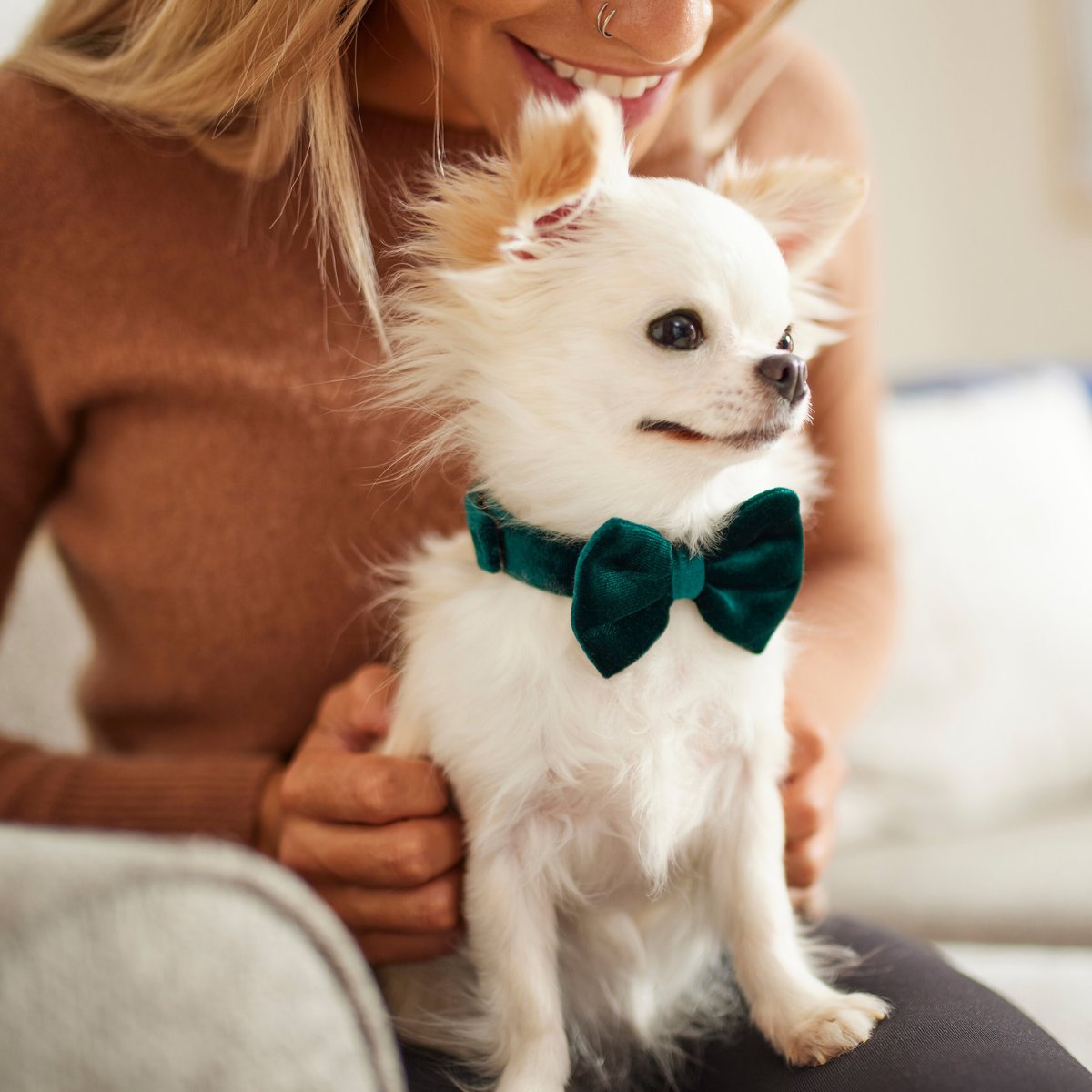 Frisco Green Velvet Dog and Cat Bow Tie