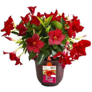 Rio 0.9 Gal. (#9) Patio Pot Dipladenia Flowering Annual Shrub with Red Blooms 1004124213