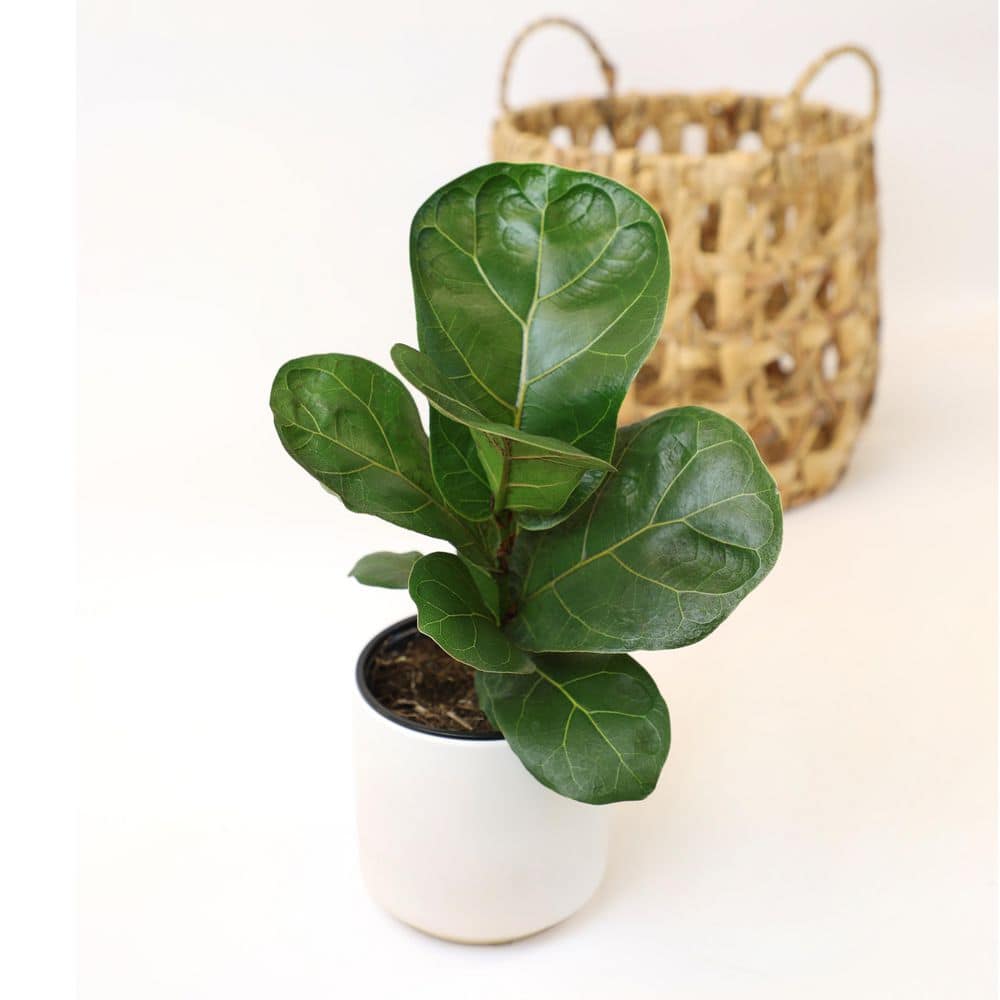 ALTMAN PLANTS 4.25 in. FICUS LYRATA - Fiddle Leaf Fig Houseplants (4-Pack) 0872473