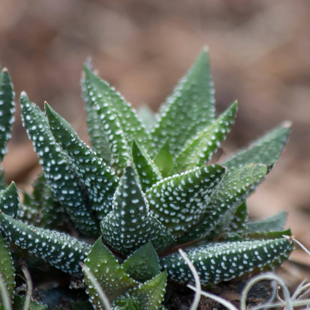 Costa Farms Haworthia Indoor Succulent Assortment in 4 in. Grower Pot Avg. Shipping Height 5 in. Tall  (3-Pack) 4SUCHAWGROW3PK