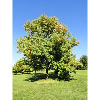Online Orchards American White Ash Tree Bare Root SHAS002