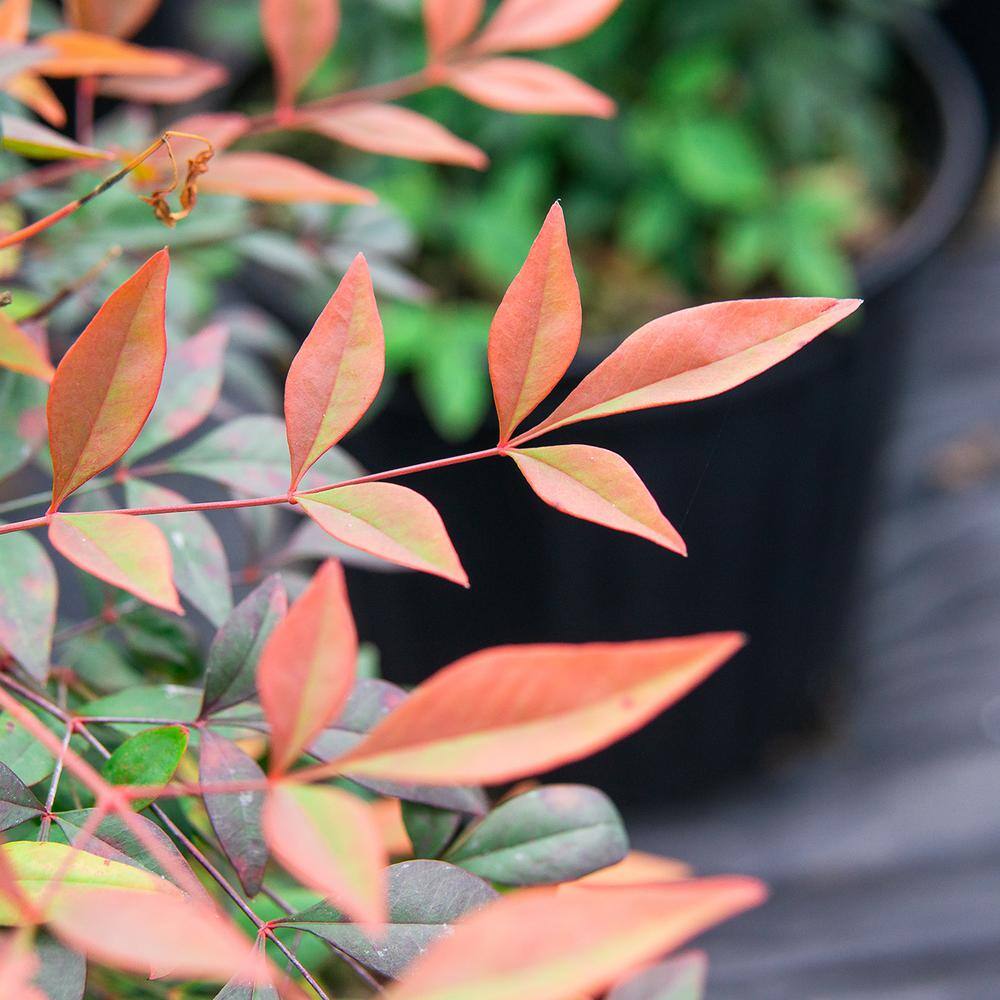 Perfect Plants 3 Gal. Nandina Gulfstream - Heavenly Bamboo Shrub (2-Pack) THD00419