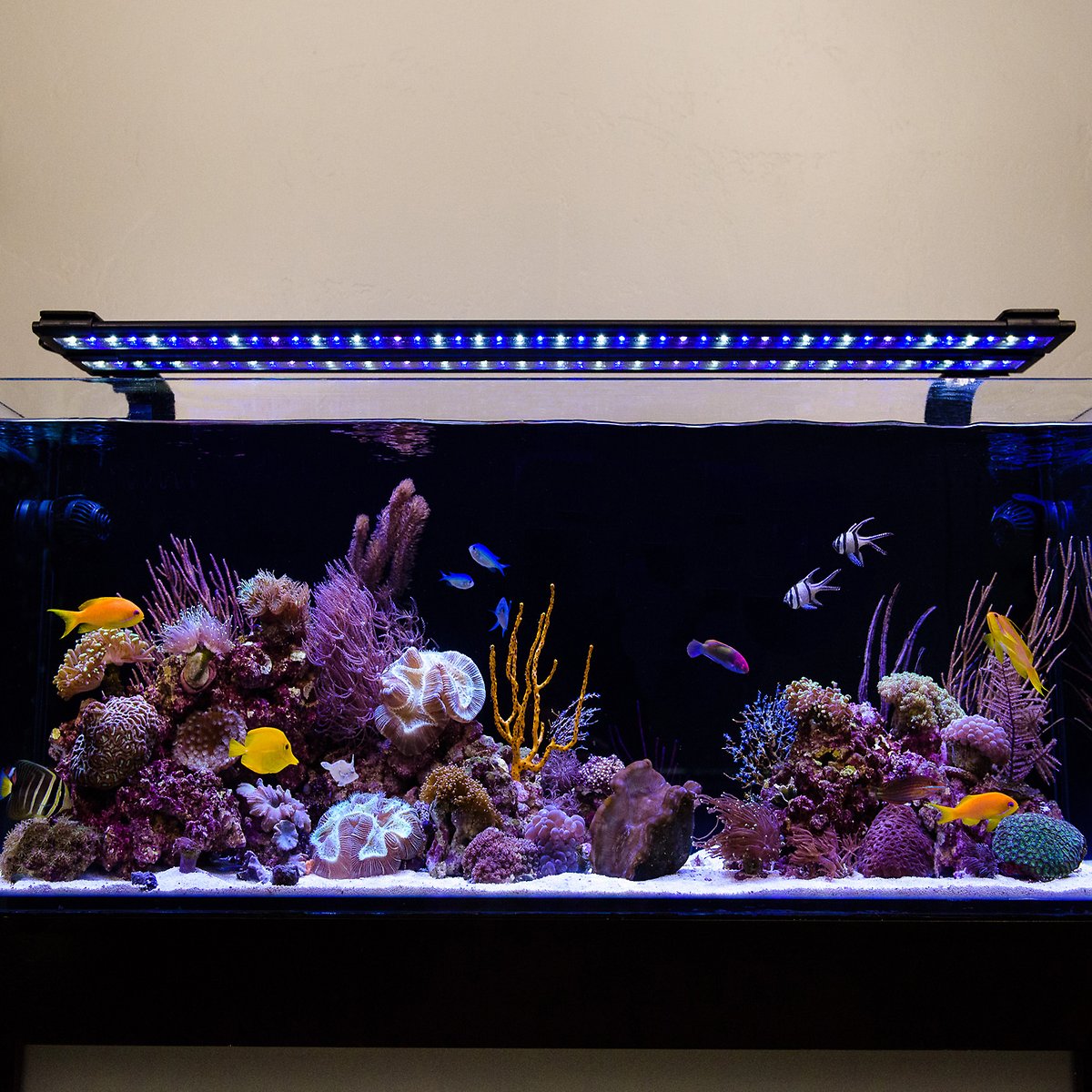 Current USA Orbit Marine IC LED Reef Aquarium Light | 24 Hour IR Lighting and Wave Pump Control | Adjustable Color Spectrum， 18