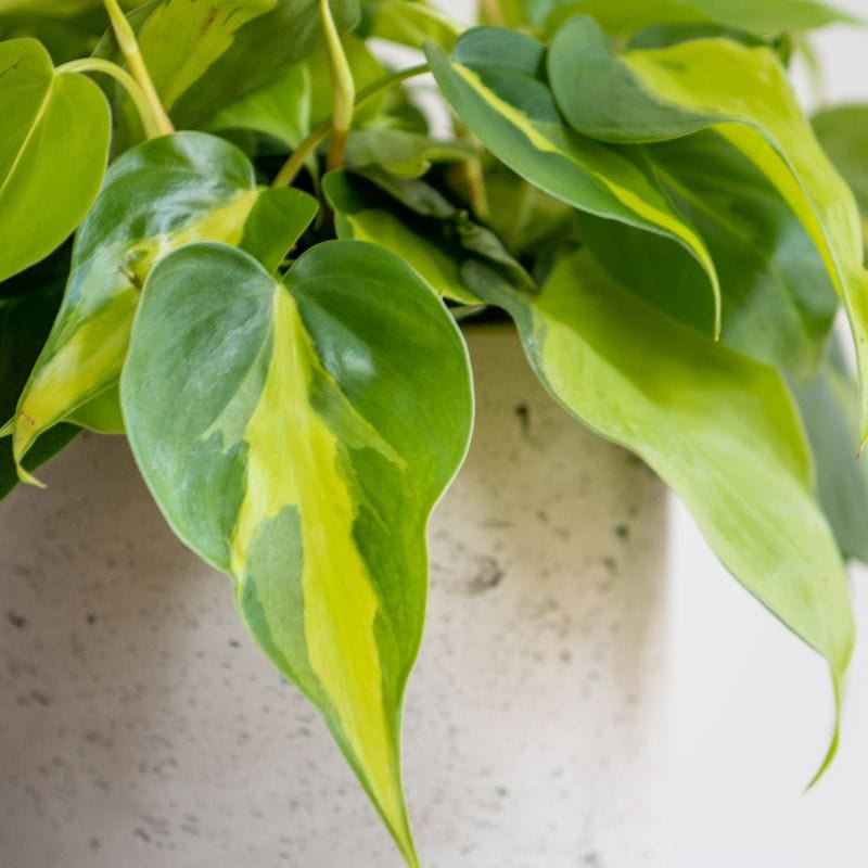 Philodendron 