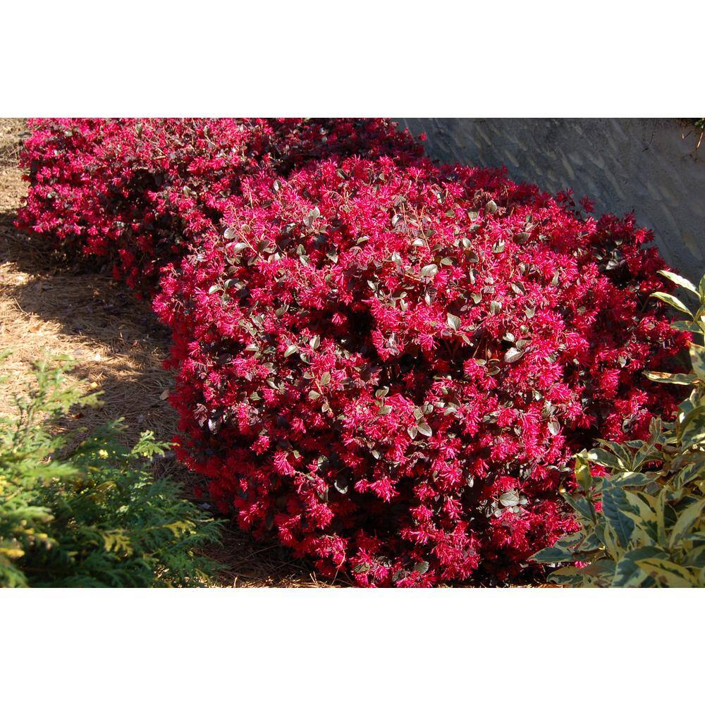 Vigoro 2 Gal. Ever Red Loropetalum Evergreen Shrub with Purple Foliage Red Ribbon Blooms 11386