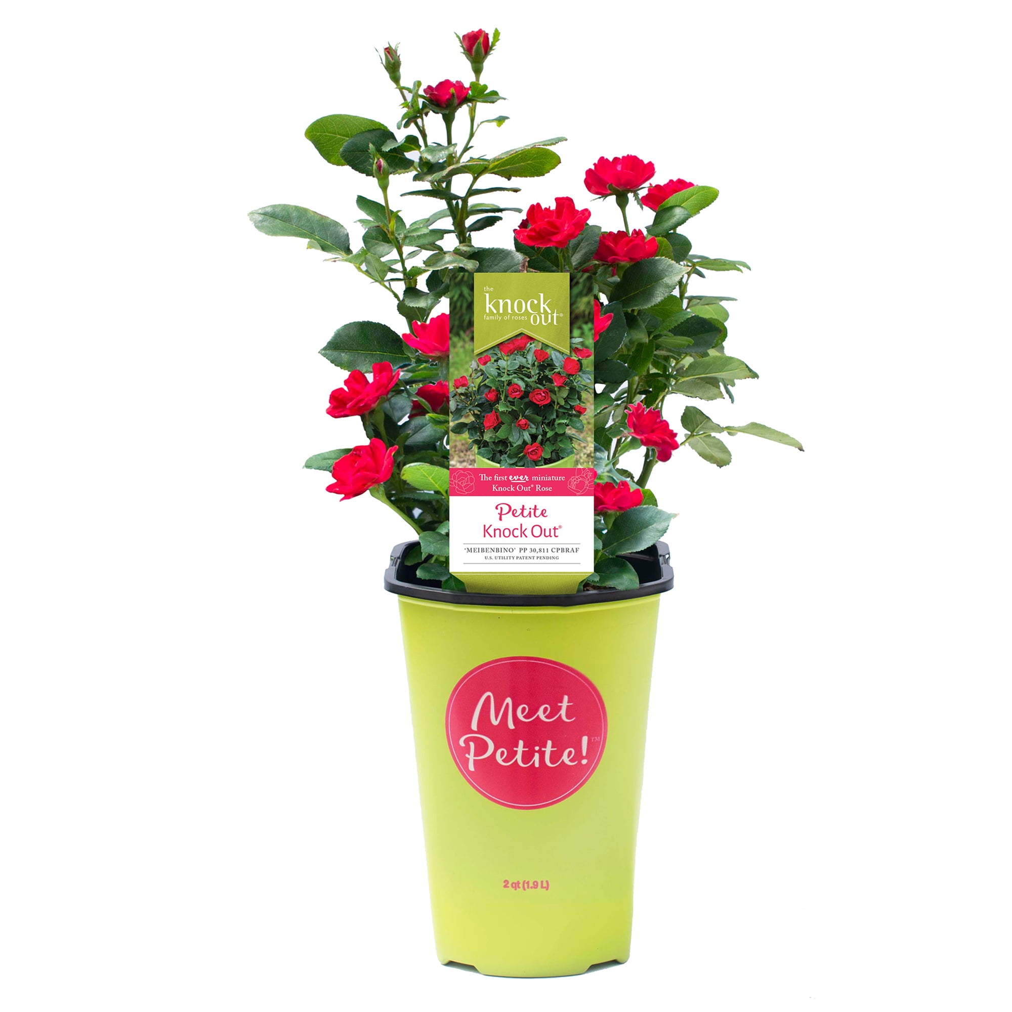 The Petite Knock Out Rose Plant with Fire Engine Red， Non Fading Blooms (2 Quart)