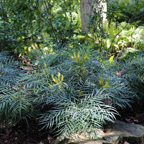 Soft Caress Mahonia (2 Gallon) Flowering Evergreen Shrub with Yellow Winter Blooms - Part Sun to Shade Live Outdoor Plant