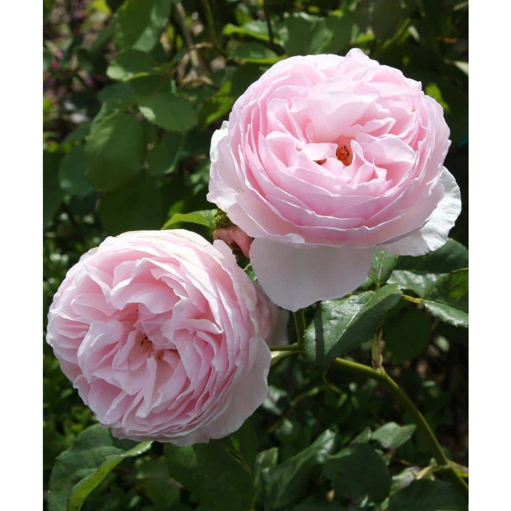 national PLANT NETWORK Earth Angel Parfuma Rose with Light-Pink Blooms (2-Bareroot) HD1351